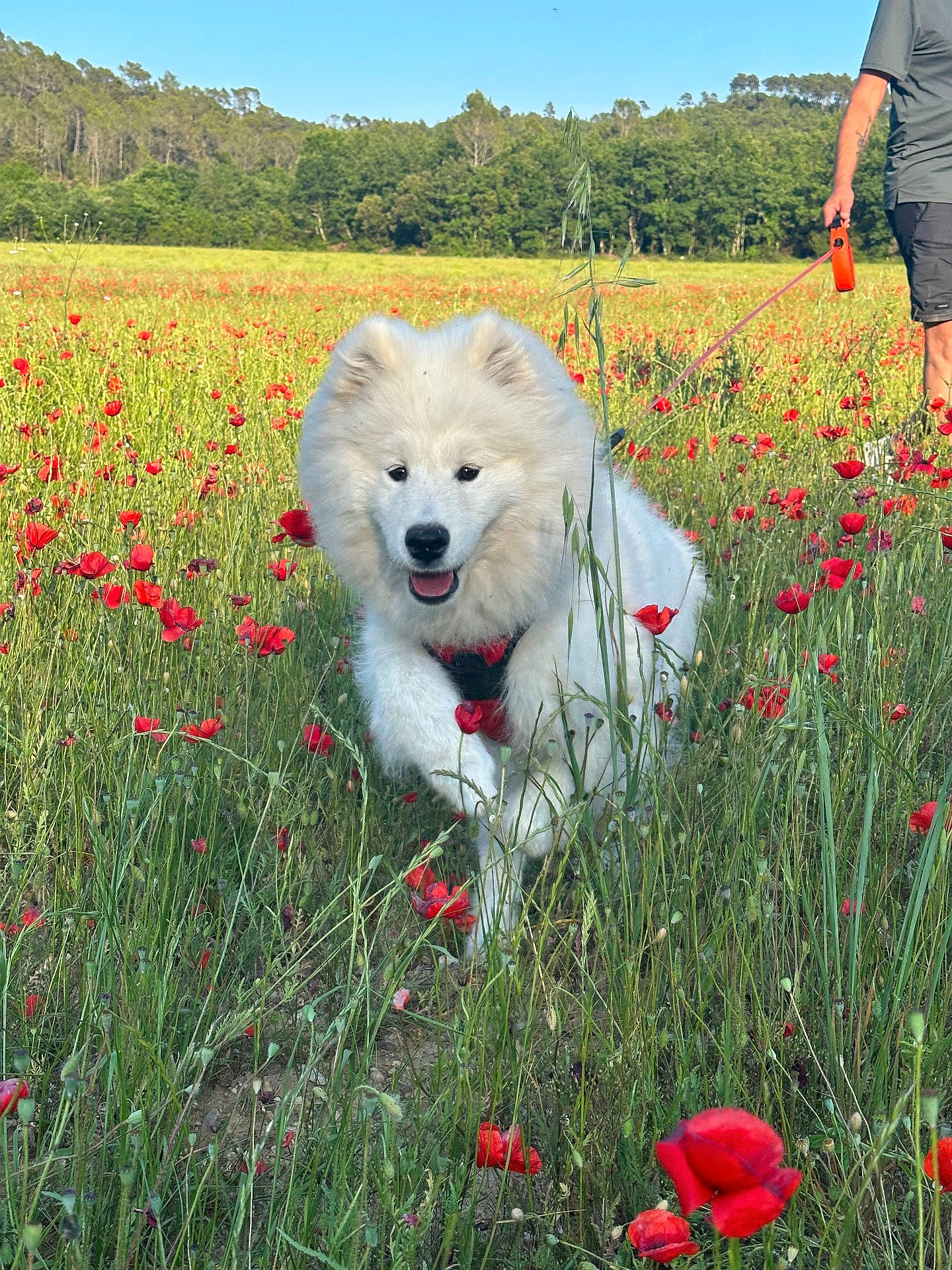 Aska
