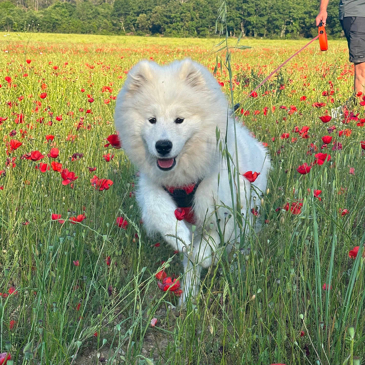 Aska
