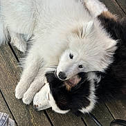 Aska participe au concours pour gagner de l'argent avec cette photo : adorable, animal, black_dog, close_up, companion, cuddle, cute, dog, fluffy, friendship, fur, head, laying_down, outdoor, pet, puppy, resting, together, white_dog, wooden_deck