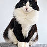 cat, black_and_white, tuxedo_cat, longhair, fluffy, sitting, portrait, green_eyes, whiskers, ears, paws, fur, indoor, sofa, gray_couch, wall, front_view, pet, cute, symmetrical