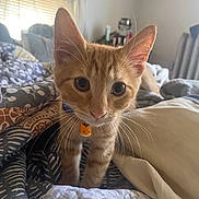 Smidge joined the competition — help win amazing prizes! kitten, cat, orange_tabby, collar, bed, blanket, indoor, curious, pet, animal, whiskers, ears, soft_light, window, home, furniture, cozy, young, close_up, feline