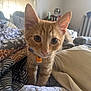 Smidge is registered to the contest to win money with this photo: kitten, cat, orange_tabby, collar, bed, blanket, indoor, curious, pet, animal, whiskers, ears, soft_light, window, home, furniture, cozy, young, close_up, feline