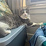 Smidge is registered to the contest to win money with this photo: cat, gray_cat, white_cat, indoor, furniture, storage_bin, laundry_basket, clothes, air_conditioner, window, pillow, curtain, carpet, pet, relaxed, paw, fur, domestic_cat, household, resting