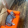 cat, tabby_cat, orange_chair, armchair, wooden_floor, indoor, pet, relaxed, feline, curious, cozy, home, fur, whiskers, pillow, knitted_blanket, domestic_cat, seated, looking_up, tail