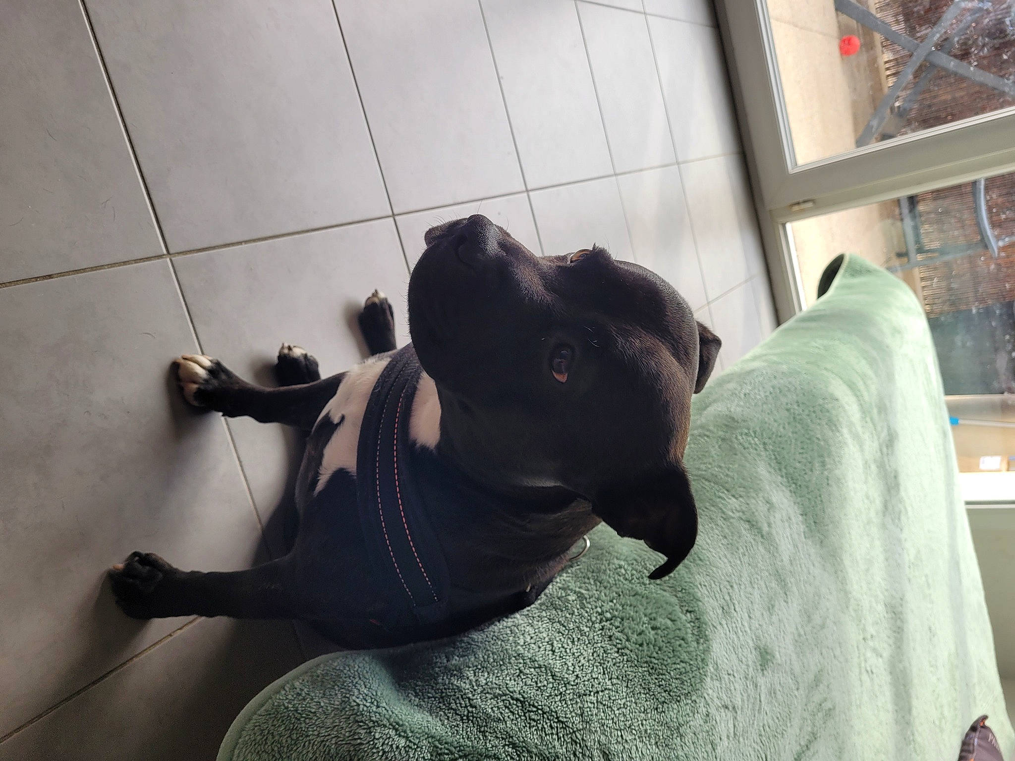 Oslo a rejoint le concours — aidez-le/la à gagner de superbes lots ! carnivore, collar, comfort, companion_dog, dog, dog_breed, dog_collar, fawn, felidae, flooring, fur, grey, leash, snout, tail, terrestrial_animal, toy_dog, whiskers, window, working_animal