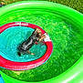 animal, blue, daylight, dog, floating_ring, fun, grass, green, inflatable_pool, outdoor, pet, play, pool, recreation, red, small_dog, summer, sunlight, water, wet