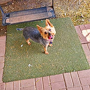 Missy Lou is registered to the contest to win money with this photo: dog, small_dog, yorkshire_terrier, pet, outdoor, mat, straw, dirt, brick_floor, happy, tongue_out, looking_up, groomed, ears_up, collar, playful, cute, animal, canine, domestic_animal