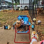 Missy Lou is registered to the contest to win money with this photo: dog, chair, outdoor, mickey_mouse, fence, garden, decorations, person, footwear, shoe, grass, tree, patio, toy, animal, pet, relaxing, sunlight, yard, casual
