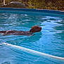 animal, backyard, blue_water, canine, car, daylight, dog, fence, grass, leisure, nature, outdoor, pet, recreation, sky, summer, sunlight, swimming_pool, trees, water