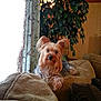 beige, brown, canine, couch, cozy, curtains, dog, domestic_animal, fur, furniture, home, indoor, living_room, pet, plant, relaxing, small_dog, sofa, window, yorkshire_terrier