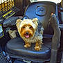 animal, cabin, control_lever, dashboard, dog, dog_ears, dog_nose, dog_paws, fur, happy_dog, industrial, leather_seat, outdoor_light, pet, seat, small_dog, sunlight, tongue_out, vehicle_interior, window