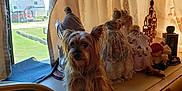 Missy Lou joined the competition — help win amazing prizes! dog, dashboard, dolls, curtains, window, fan, sunlight, vintage, figurine, rv, outdoor, greenery, toy, indoor, fur, pet, vehicle, decor, fabric, old
