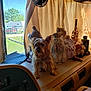 dog, dashboard, dolls, curtains, window, fan, sunlight, vintage, figurine, rv, outdoor, greenery, toy, indoor, fur, pet, vehicle, decor, fabric, old