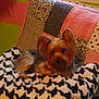 Missy Lou is registered to the contest to win money with this photo: dog, yorkshire_terrier, blanket, patchwork_quilt, indoor, pet, small_dog, fur, resting, cozy, home, animal, cushion, fabric, pattern, comfort, laying, cute, furry, relaxing