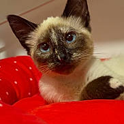 Cappuccino a rejoint le concours — aidez-le/la à gagner de superbes lots ! animal, blue_eyes, cat, close_up, cozy, cute, domestic_animal, feline, fluffy, fur, indoor, looking_away, pet, portrait, red_cushion, relaxed, resting, siamese_cat, soft_focus, whiskers