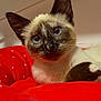 animal, blue_eyes, cat, close_up, cozy, cute, domestic_animal, feline, fluffy, fur, indoor, looking_away, pet, portrait, red_cushion, relaxed, resting, siamese_cat, soft_focus, whiskers
