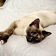 Cappuccino participe au concours pour gagner de l'argent avec cette photo : cat, siamese_cat, pet, animal, feline, indoor, relaxed, stretching, blue_eyes, whiskers, fur, paw, ears, couch, quilted_cover, home, resting, cute, looking, lying_down