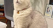 Snowy is registered to the contest to win money with this photo: cat, white_cat, fluffy, fur, pet, animal, sitting, portrait, collar, pendant, whiskers, ears, eyes, indoors, houseplant, chair, cushion, window, container, home_decor