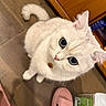 Snowy is registered to the contest to win money with this photo: cat, white_cat, fluffy, pet, feline, round_eyes, whiskers, pink_nose, pointed_ears, curled_tail, sitting, indoor, wooden_floor, wooden_furniture, pink_slippers, home, close_up, portrait, cute, cozy