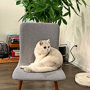 Snowy joined the competition — help win amazing prizes! cat, cream_cat, pet, animal, sitting, lounging, chair, gray_chair, houseplant, indoor, living_room, wood_floor, robot_vacuum, furniture, portrait, whiskers, blue_eyes, collar, cozy, home_decor