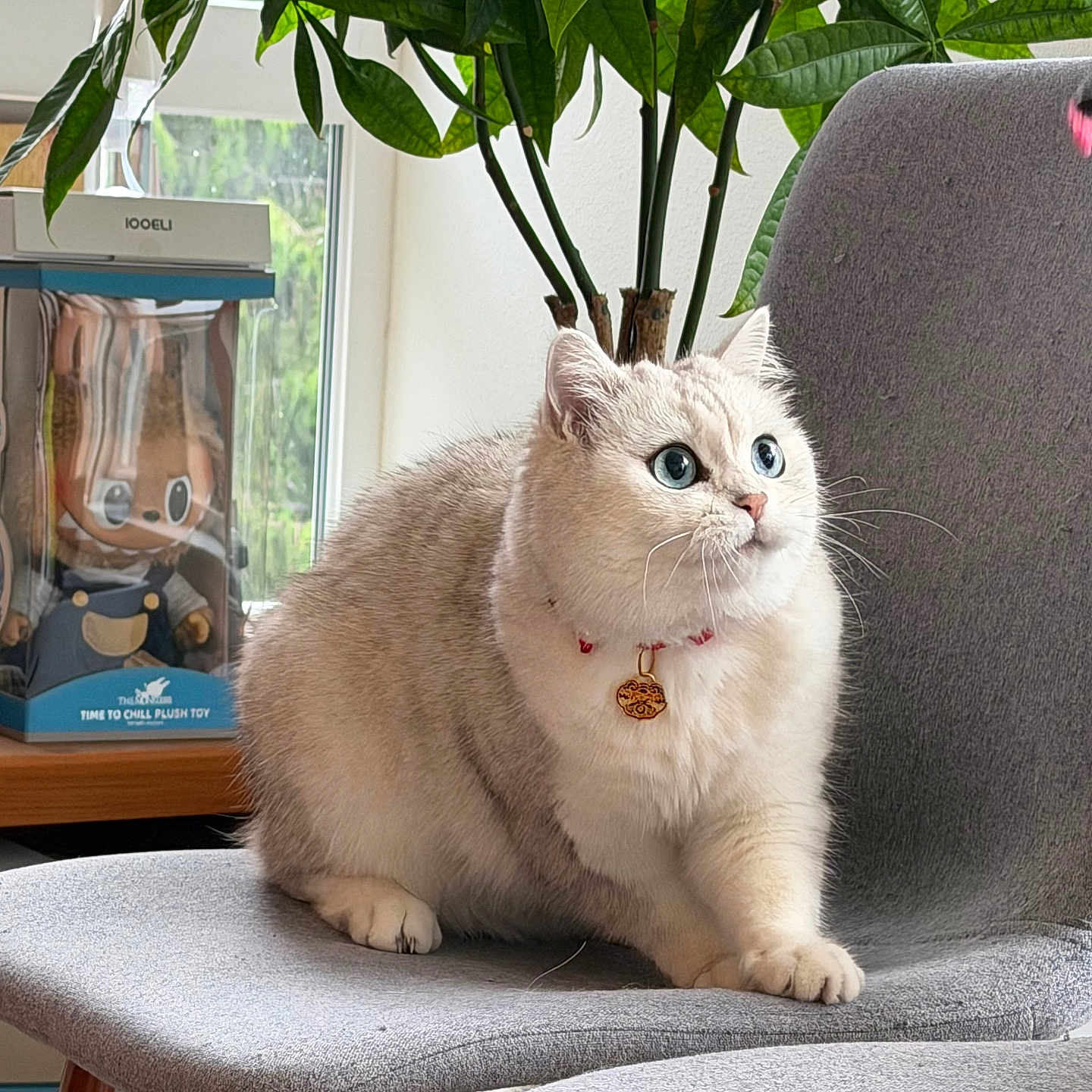 Snowy is registered to the contest to win money with this photo: cat, white_cat, fluffy, long_hair, pet, animal, sitting, chair, indoor, home, houseplant, green_leaves, collar, pendant, blue_eyes, whiskers, portrait, furniture, window, plush_toy