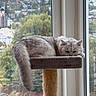 Snowy is registered to the contest to win money with this photo: cat, sleeping, gray_cat, fluffy, pet, animal, window, window_perch, cat_tree, scratching_post, indoors, city_view, urban, daylight, relaxed, resting, tail, fur, home, cute