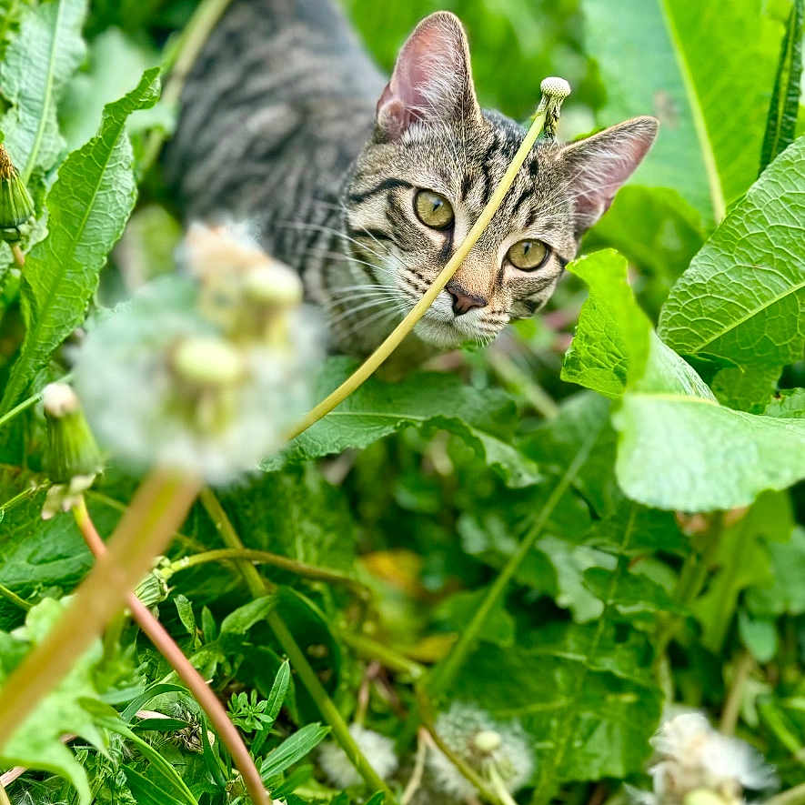 Rocky joined the competition — help win amazing prizes! abyssinian, animal, cat, daisy, field, flower, grass, grassland, green, herbal, herbs, kitten, leaf, manx, nature, outdoors, pet, plant, vegetation, weed