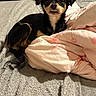 Coco joined the competition — help win amazing prizes! dog, small_dog, black_and_tan, portrait, toothy_grin, smiling, sitting, lying_down, bed, blanket, pink_blanket, gray_bedding, bedroom, indoor, cozy, pet, floppy_ears, brown_markings, animal, photograph