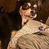 dog, black_and_tan, small_dog, pet, animal, portrait, close_up, grinning, funny_expression, brown_eyes, floppy_ears, fur, indoors, bedroom, blanket, bed, wood_paneling, plush_toy, cozy, photography