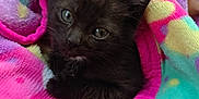 Lilith is registered to the contest to win money with this photo: animal, black_cat, blanket, closeup, colorful, comfort, cozy, cute, cute_pet, fur, indoors, kitten, pet, resting, sleepy, small, snuggled, soft, wrapped, young