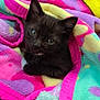 animal, black_cat, blanket, closeup, colorful, comfort, cozy, cute, cute_pet, fur, indoors, kitten, pet, resting, sleepy, small, snuggled, soft, wrapped, young