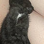 Lilith is registered to the contest to win money with this photo: animal, black_cat, close_up, cozy, cute, feline, fur, human_skin, indoor, kitten, legs, paw, pet, resting, sleeping, small, snuggling, soft, white_patch, young