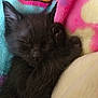 Lilith joined the competition — help win amazing prizes! adorable, animal, black_cat, blanket, close_up, closed_eyes, comfort, cozy, cute, feline, fur, indoor, kitten, paw, pet, resting, sleeping, small, snuggled, soft_texture