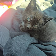 Lilith is registered to the contest to win money with this photo: animal, black_cat, cat, close_up, comfort, cozy, curious, cute, fabric, feline, fur, green_eyes, indoor, kitten, pet, resting, small, soft_light, whiskers, young