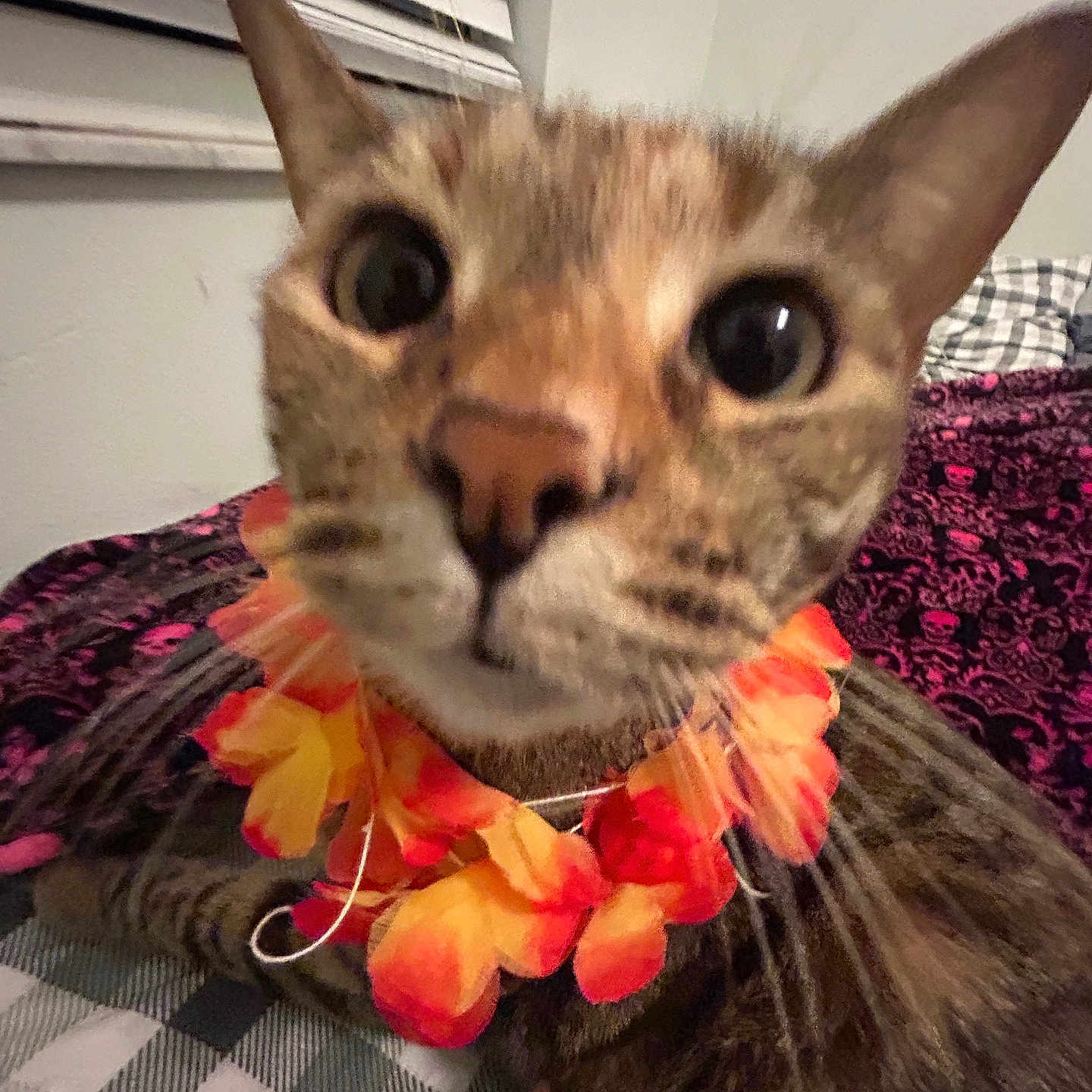 Sterling is registered to the contest to win money with this photo: cat, close_up, flower_necklace, pet, indoor, curious, animal, feline, whiskers, ears, bed, blanket, window_blinds, striped_fur, orange, red, face, large_eyes, nose, portrait