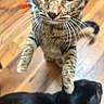 Sterling is registered to the contest to win money with this photo: tabby_cat, black_cat, cat, feline, pets, wooden_floor, curious, close_up, indoor, whiskers, paws, playful, domestic_animal, two_cats, animal_interaction, brown, black, fur, eyes, floor