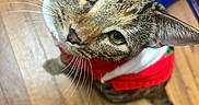 Sterling is registered to the contest to win money with this photo: cat, tabby_cat, whiskers, sweater, red_sweater, indoor, wooden_floor, pet, animal, curious, feline, closeup, looking_up, ears, tail, floor, domestic_cat, household, cute, cozy