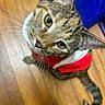 cat, tabby_cat, whiskers, sweater, red_sweater, indoor, wooden_floor, pet, animal, curious, feline, closeup, looking_up, ears, tail, floor, domestic_cat, household, cute, cozy
