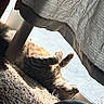 cat, tabby_cat, carpet, sunlight, window, curtain, indoor, relaxing, feline, shadow, light, animal, pet, cozy, resting, floor, fur, domestic_cat, quiet, lazy