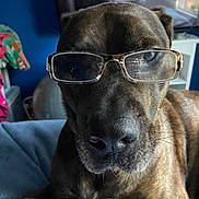 Blake is registered to the contest to win money with this photo: animal, black, blanket, brindle, brown, close_up, couch, dog, eyewear, fashion, funny, glasses, indoor, lying_down, muzzle, nose, pet, portrait, sitting, whiskers