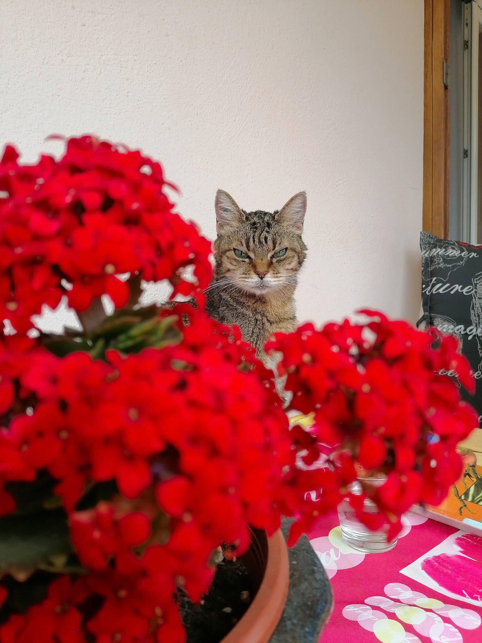 Lolita participe au concours pour gagner de l'argent avec cette photo : annual_plant, carnivore, cat, cut_flowers, door, event, felidae, floral_design, flower, flower_arranging, flowering_plant, flowerpot, groundcover, houseplant, petal, plant, red, small_to_medium_sized_cats, tree, whiskers