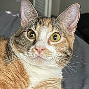 Cardigan is registered to the contest to win money with this photo: cat, calico, close_up, wide_eyes, fur, whiskers, pet, indoor, bed, blanket, curious, face, animal, mammal, feline, domestic, cute, resting, portrait, soft_light