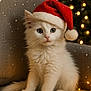 kitten, cat, white_cat, santa_hat, christmas, holiday, festive, fairy_lights, cozy, indoor, cute, fluffy, pet, animal, christmas_tree, blurred_background, snowflakes, chair, warm_lighting, celebration