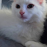 Choupinette a rejoint le concours — aidez-le/la à gagner de superbes lots ! animal, cat, closeup, cute, domestic_cat, ears, feline, fluffy, indoor, kitten, nose, paw, pet, portrait, relaxed, resting, soft, whiskers, white_fur, young