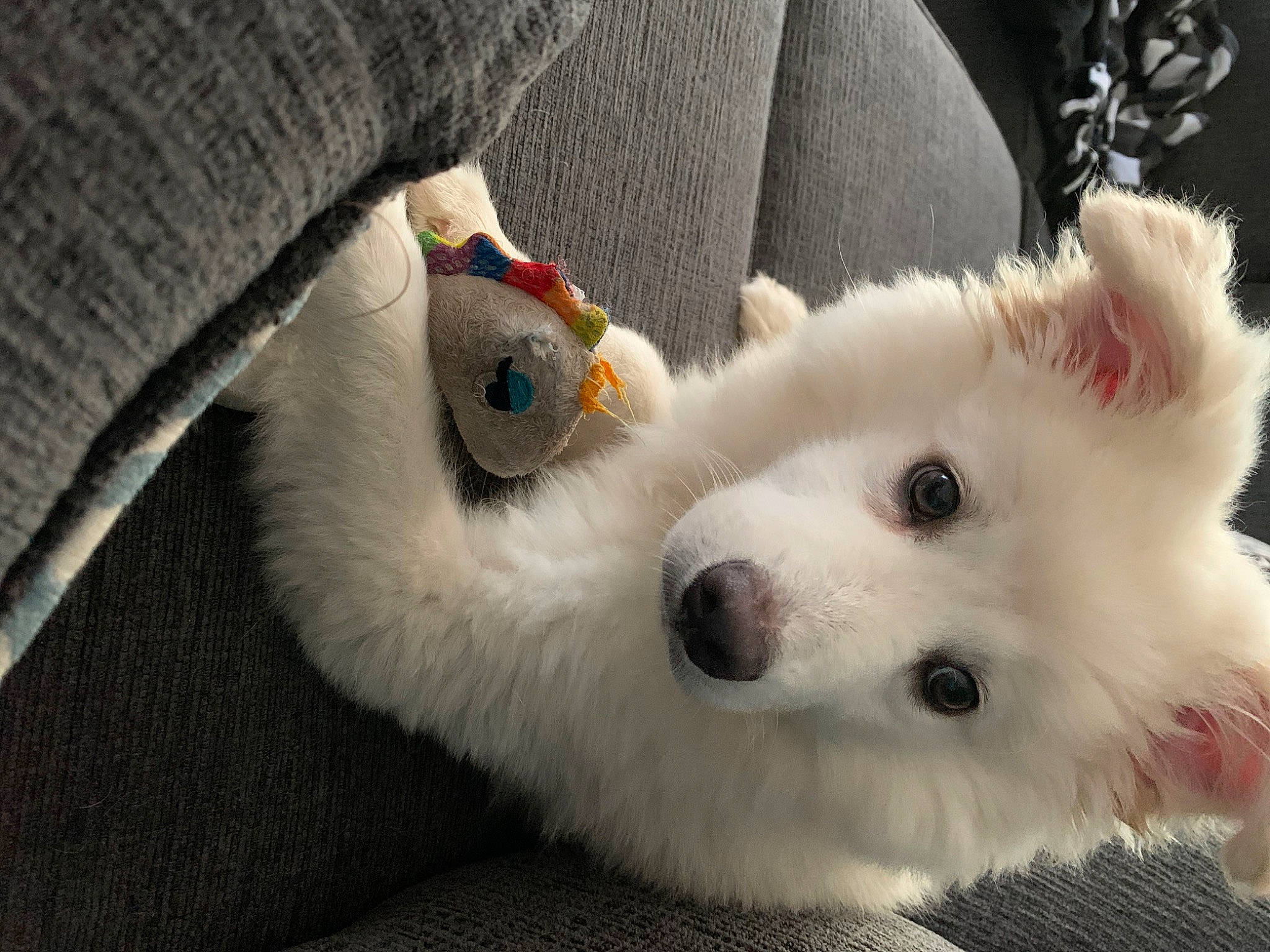 Alaska joined the competition — help win amazing prizes! american_eskimo_dog, carnivore, collar, comfort, companion_dog, dog, dog_breed, fur, german_spitz, german_spitz_mittel, indian_spitz, japanese_spitz, pomeranian, samoyed, spitz, terrestrial_animal, toy_dog, volpino_italiano, whiskers, working_animal