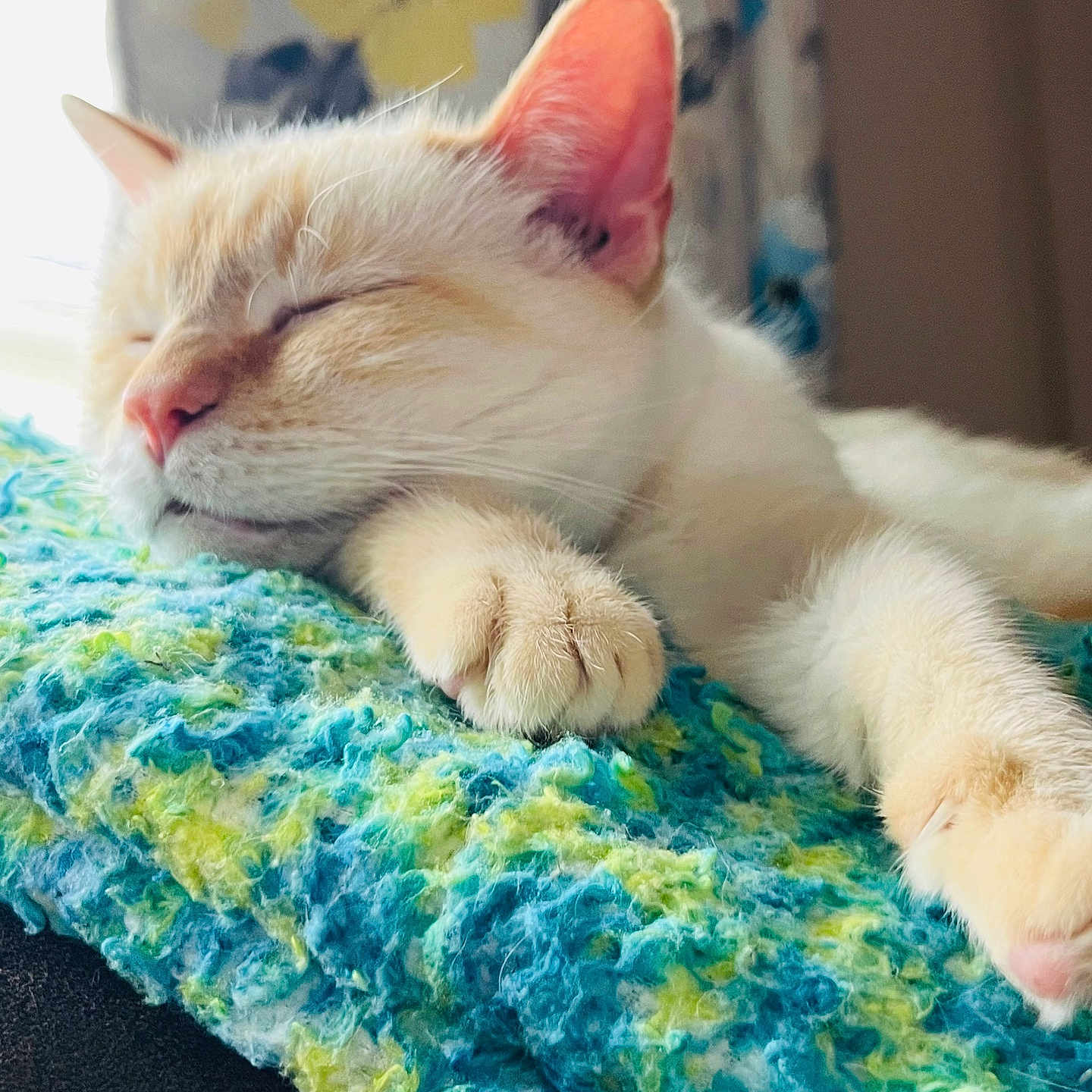 Schnit Head is registered to the contest to win money with this photo: animal, cat, closeup, cozy, cream_color, cute, ears, feline, furry, indoor, knitted_blanket, nose, paw, peaceful, pet, relaxation, resting, sleeping, soft_texture, whiskers