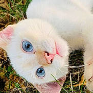 Schnit Head is registered to the contest to win money with this photo: cat, white_cat, blue_eyes, pink_nose, pink_ears, grass, outdoor, animal, pet, close_up, curious, lying_down, nature, feline, whiskers, soft_fur, young_cat, playing, relaxed, cute