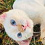 cat, white_cat, blue_eyes, pink_nose, pink_ears, grass, outdoor, animal, pet, close_up, curious, lying_down, nature, feline, whiskers, soft_fur, young_cat, playing, relaxed, cute
