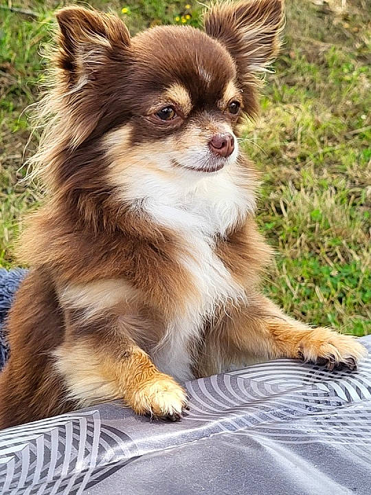 Naya a rejoint le concours — aidez-le/la à gagner de superbes lots ! canidae, carnivore, companion_dog, dog, dog_breed, fawn, fur, grass, liver, plant, puppy, sporting_group, terrestrial_animal, toy_dog, volpino_italiano, whiskers, wildlife, working_animal, working_dog