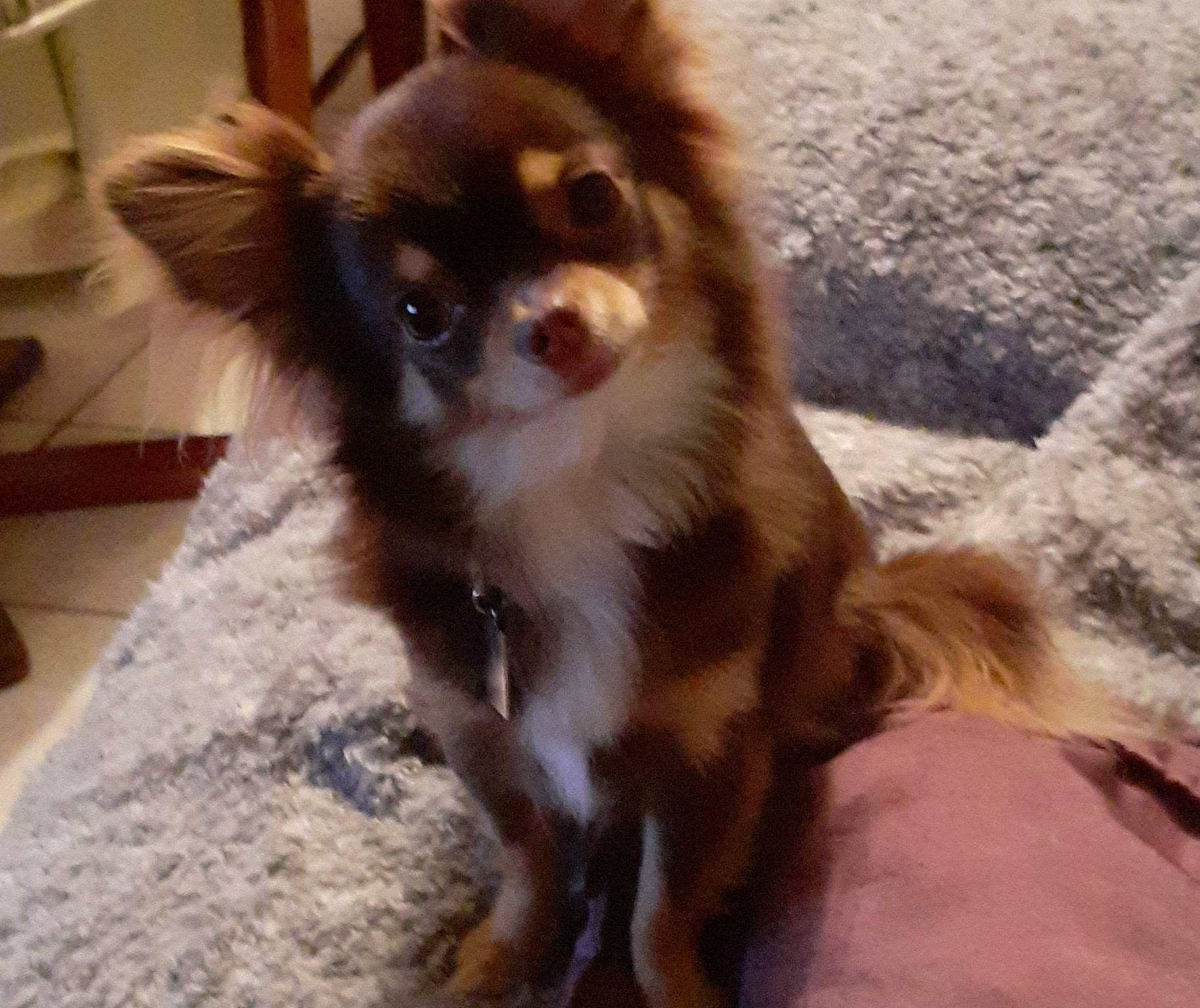 Naya participe au concours pour gagner de l'argent avec cette photo : canidae, carnivore, chihuahua, companion_dog, dog, dog_breed, fawn, fur, liver, mammal, pomeranian, puppy, toy_dog